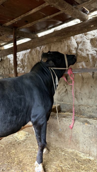 Honadonda boqilgan buqa sotiladi