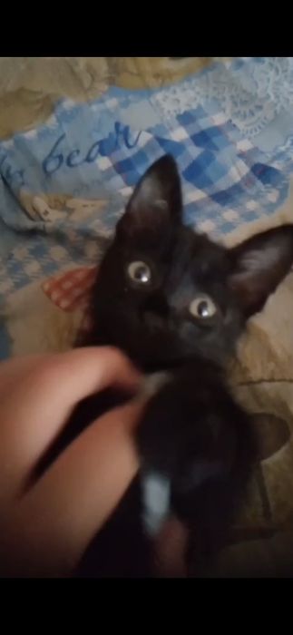Отдам котёнка  в хорошие руки