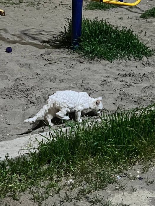 Кошечке очень нужен дом и семья!