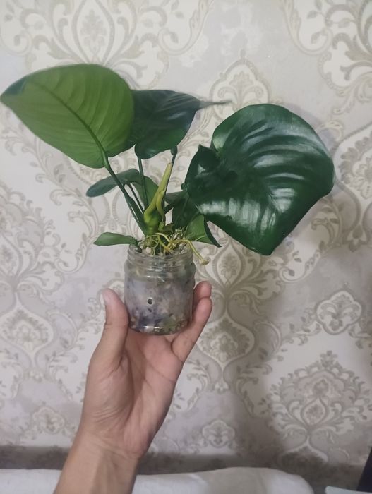 Анубис гигантский