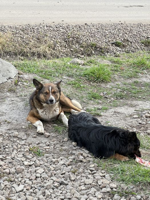 Отдам собаку кобель крупный контактный, но охранять тоже умеет