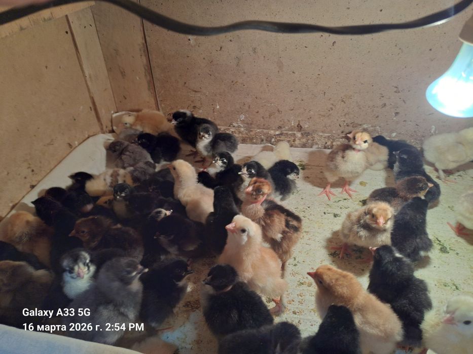 Продаются домашние цыплята