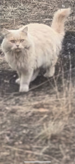 Потерялся кот, вознаграждение