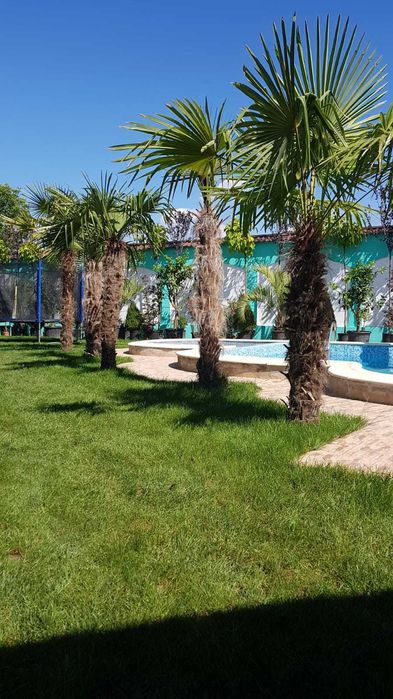 Palmieri rezistenti la ger aclimatizati