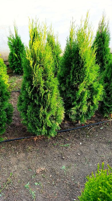 Западна туя Фастигиата / Thuja occidentalis Fastigiata