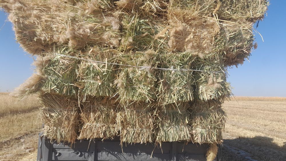 Сабан прес Қамыс прес бар