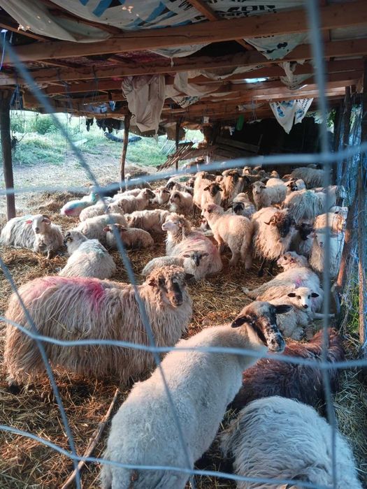 Miei de vanzare an judetul bihor 10 lei kg