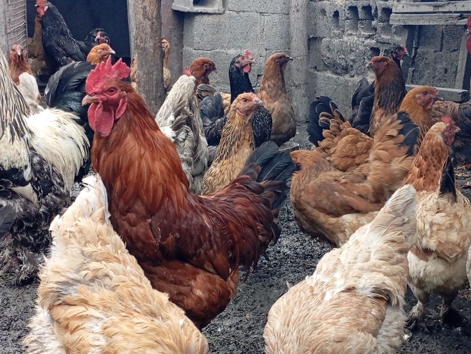 Продам курей домашних