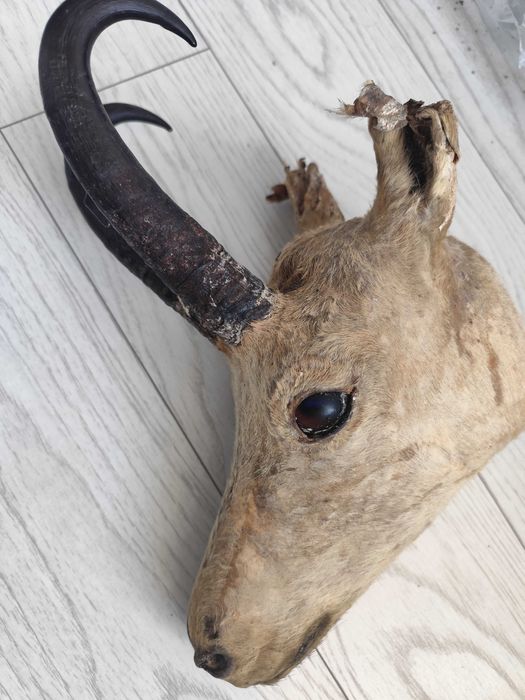 Trofeu vanatoare capra