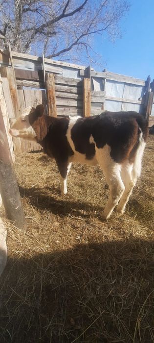 Продам телку 1,5 мес, подсосную