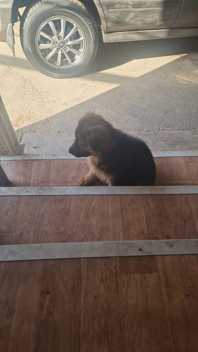 Немецкая овчарка