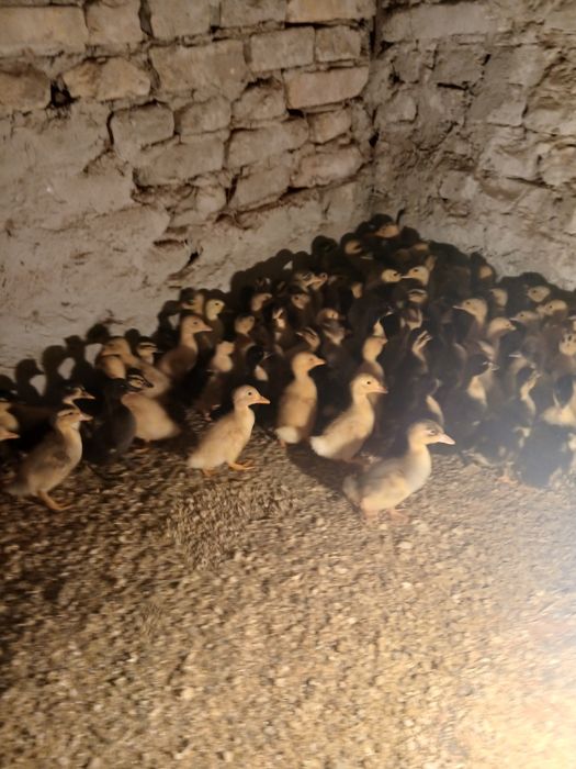 O'rdak jo'jalari sotiladi