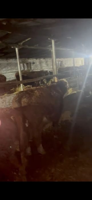 Продам бычков подсосных