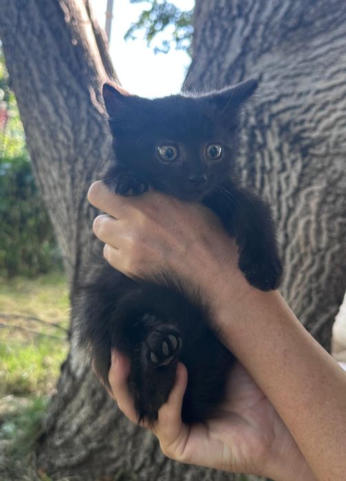 Отдам котят в добрые руки.