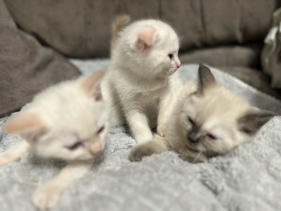 Продаются шотландские котята!