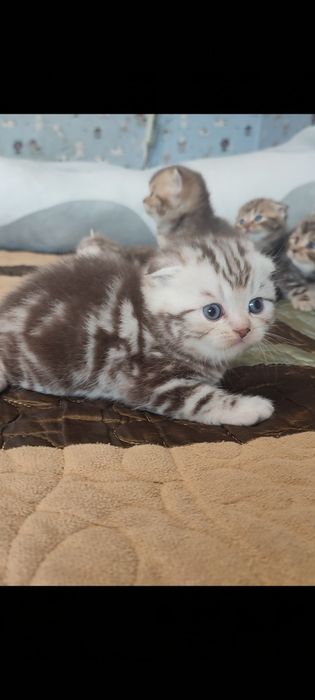 Шатланские котята