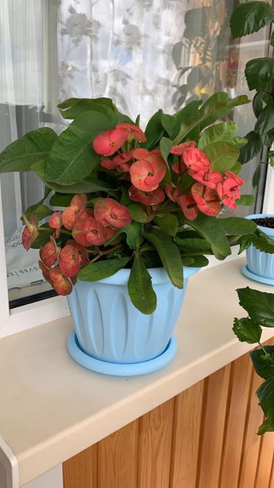 Эуфорбия ( молочай Миля) крупноцветковая