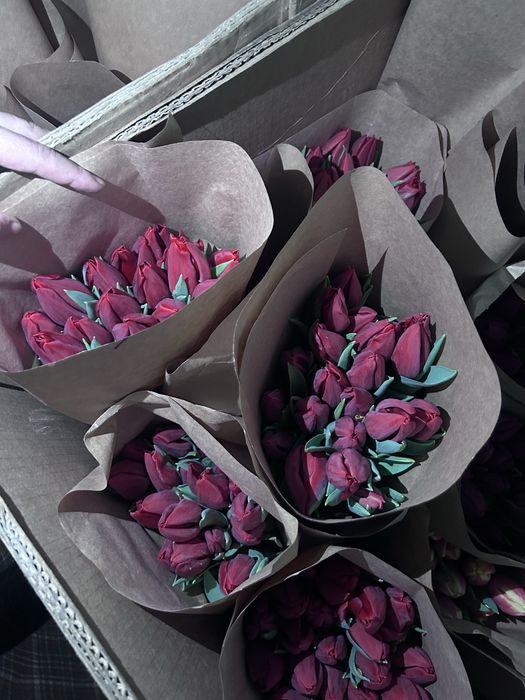 Тюльпан оптом 380