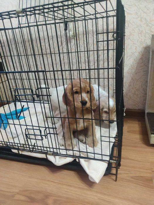 Продаются щенки английского кокера спаниеля