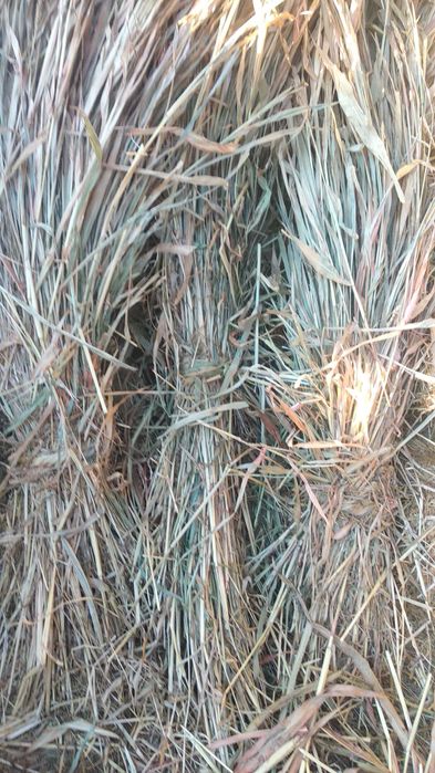 Bol jugan sotiladi 4000 somdan