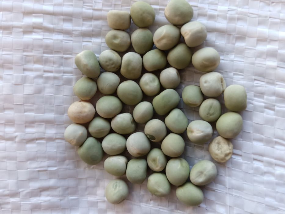 Vand samanta de Borceag (mazariche) si mazare de furajera