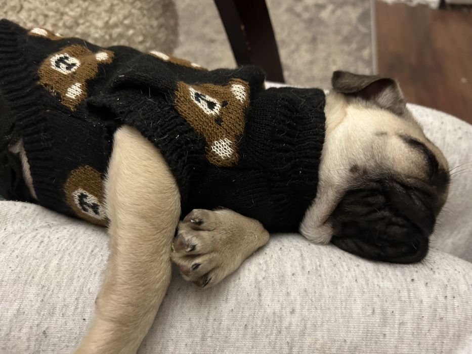 Продавам кученце порода Мопс