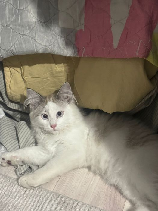 Отдам кота в хорошие руки