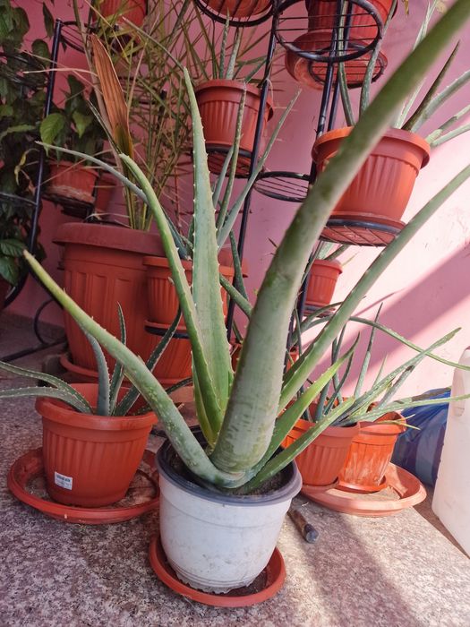 Алое Вера Барбанденсис над 5 годишно