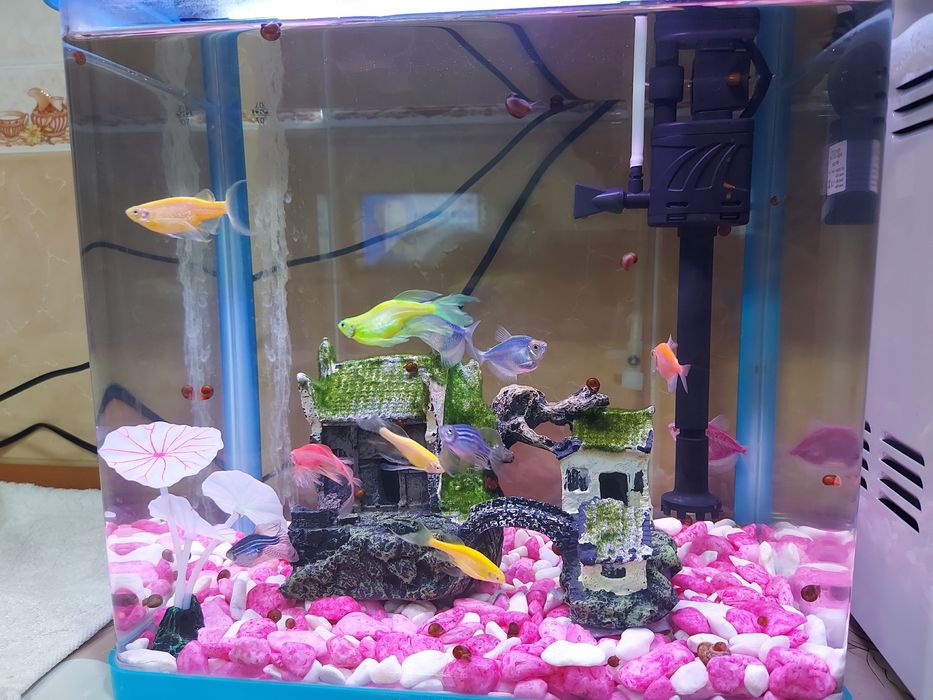 Akvarium (baliqlari bilan)