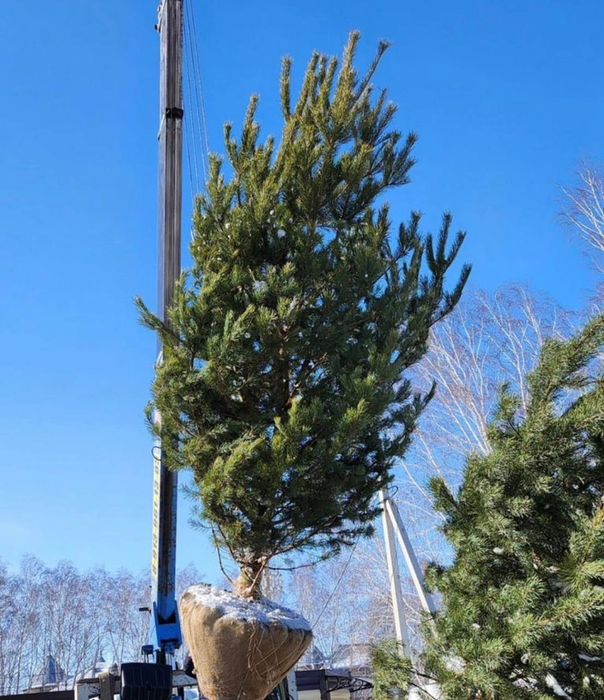 Ели голубые сосны