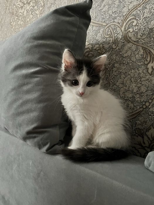 Котенок в добрые руки