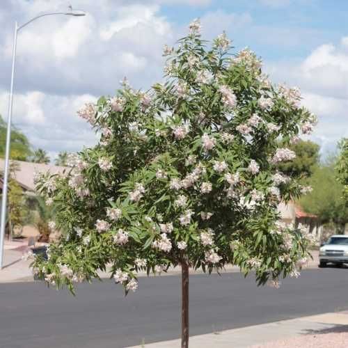 Хилокатальпа оптом или в розницу