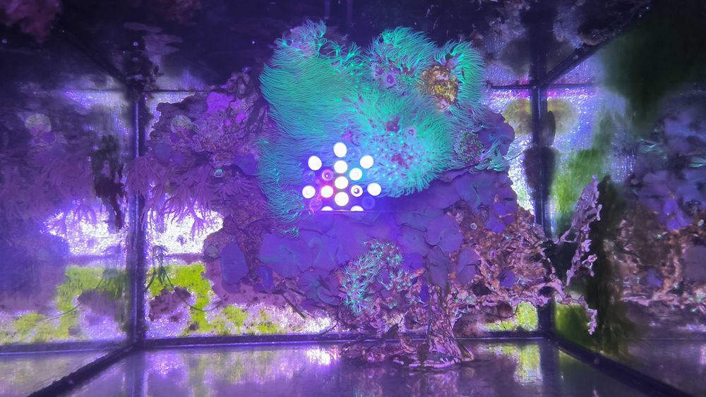 Морской аквариум вместе с кораллами и живыми камнями