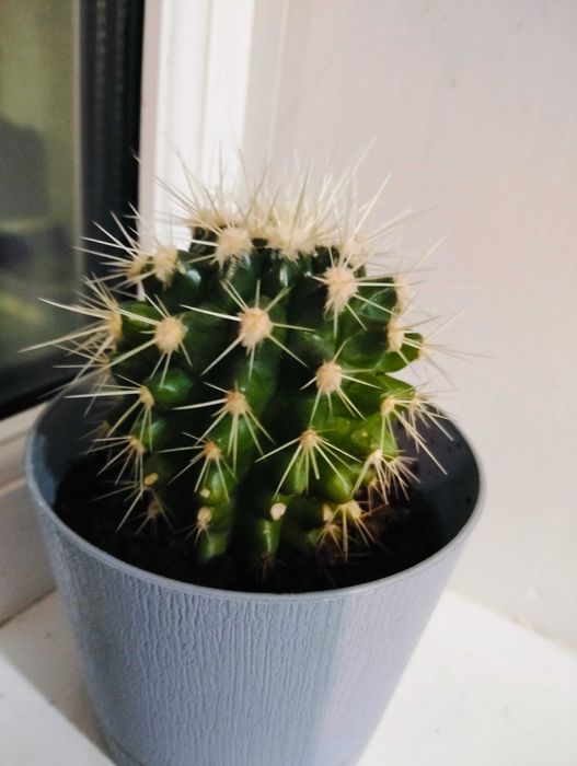 Продам кактусы набором