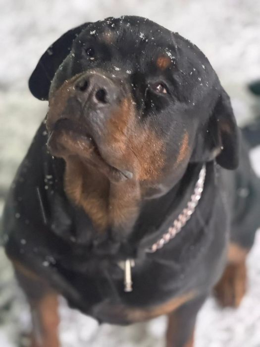 Щенки ротвейлера