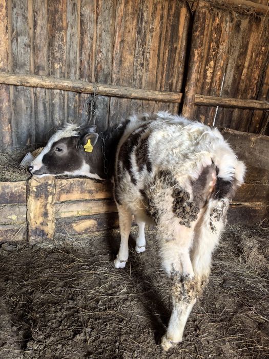 Продам тёлочки и быка , корову