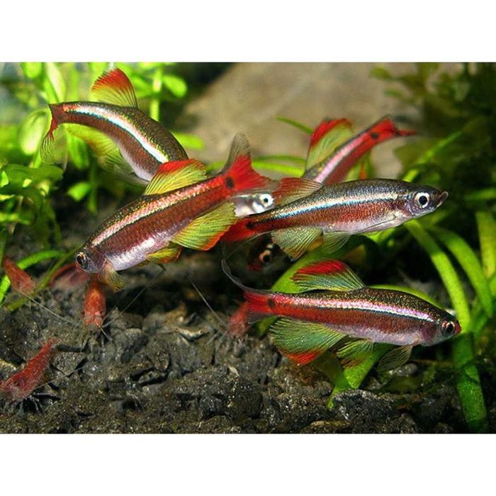Аквариумная рыбка "Кардинал"