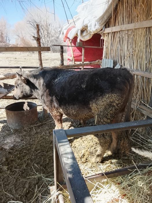 Бык на откорме .