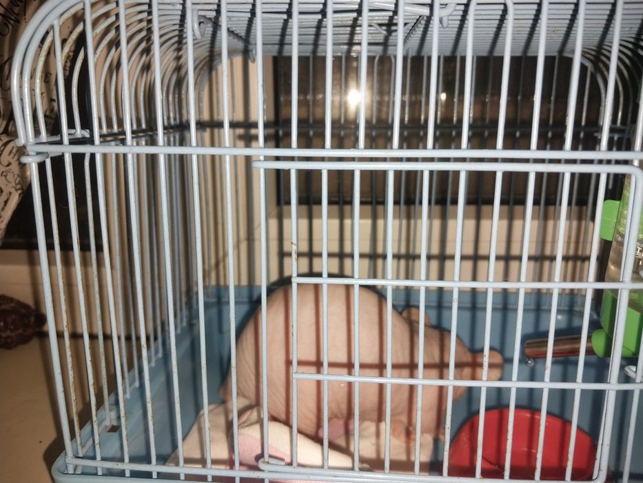 Продам крыску с клеткой