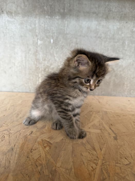 Отдам в добрые руки котят