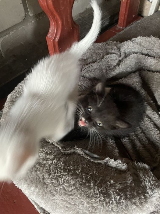 Отлам котят в добрые руки