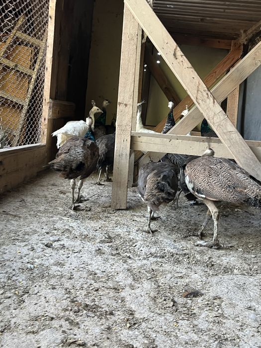 Продажба на пауни