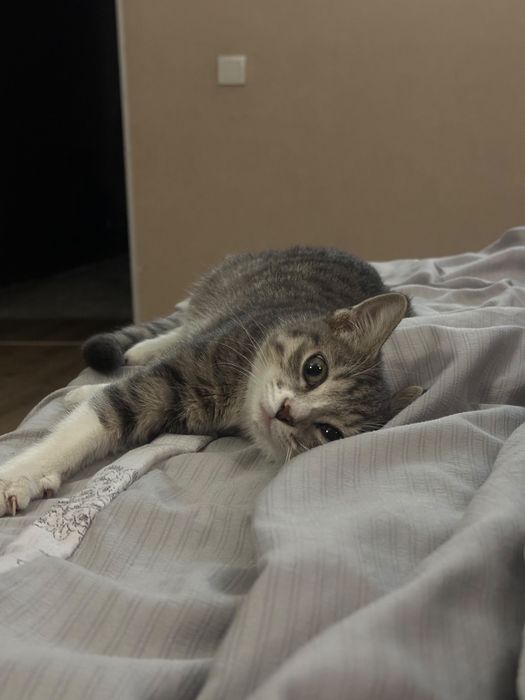 Отдам кошечку в хорошие руки