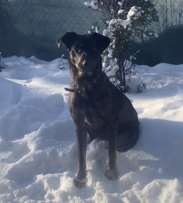 Ищем хозяев для девочки.  Охотничья пародах.