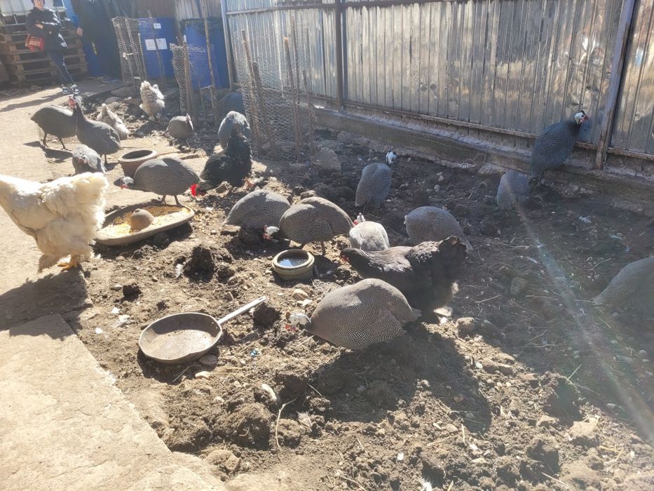 Vând bibilici frumoase