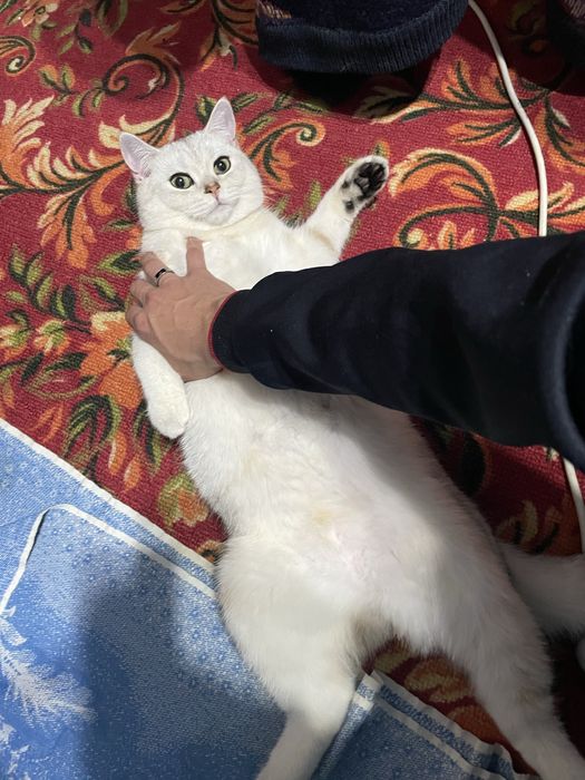 Серебристая Шиншилла