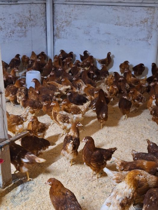 Продам курей несушки Ломан Браун