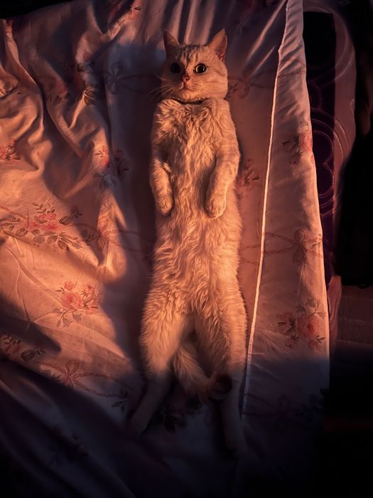 Britan serebretskaya shinshilla toza zot sotilmaydi vyazka uchun