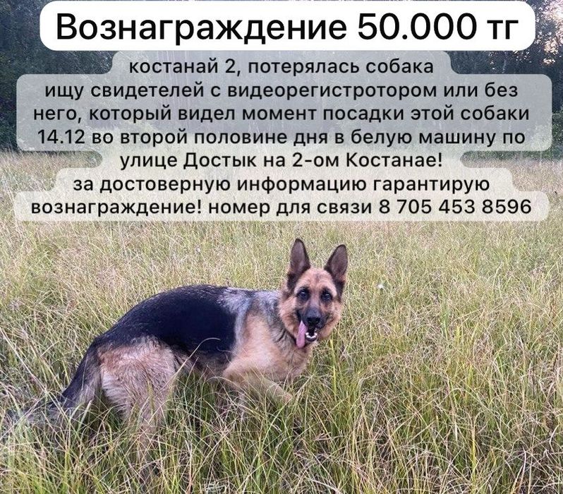 Пропала собака девочка.