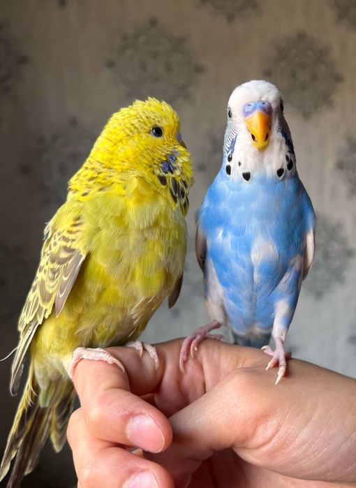 Valnistiy ko’k-oq rangli va Sariq Andurka ruchnoy polruchnoy qushlar